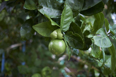 Lemon green tree