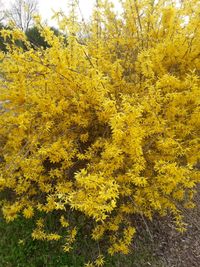 Close-up of yellow flowering plants during autumn