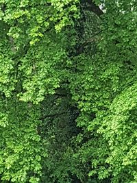 Full frame shot of fresh green plants in forest