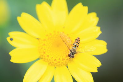 Close-up of insect on yellow flower