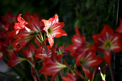 Close-up of red flowering plants in park