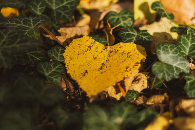 Close-up of yellow leaves on field