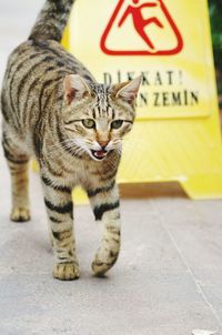 Close-up portrait of cat sitting on yellow wall