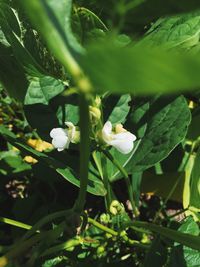 Close-up of flower blooming outdoors