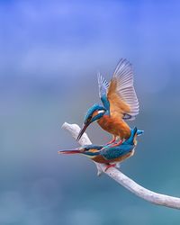 Kingfishers perching on twig