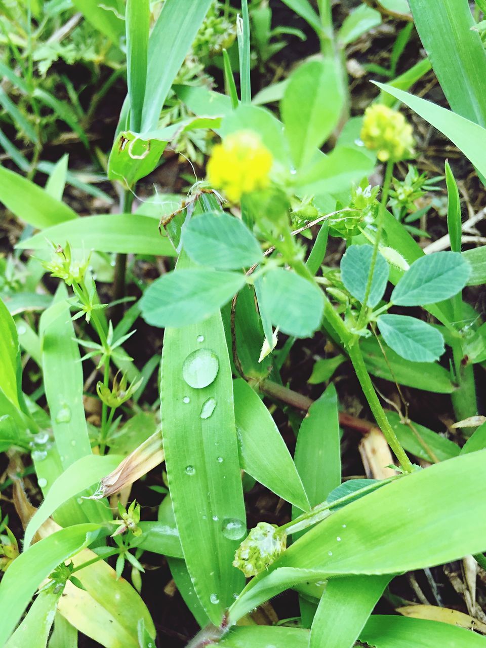 leaf, green color, growth, plant, freshness, nature, close-up, drop, beauty in nature, wet, fragility, water, dew, green, day, high angle view, outdoors, full frame, no people, backgrounds