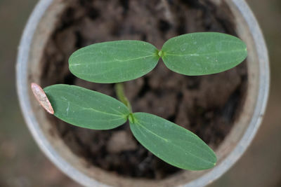 High angle view of potted plant leaves