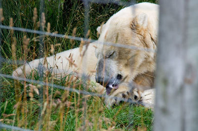 Close-up of lion relaxing on grass