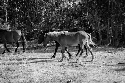 Horse standing on field