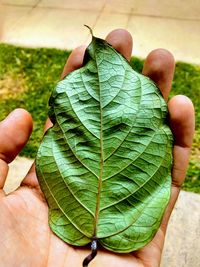 Close-up of person holding leaves