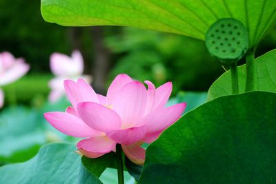 Close-up of pink lotus blooming outdoors