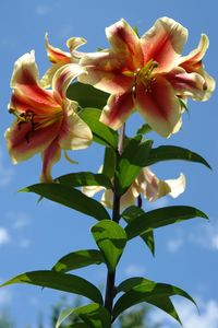 Close-up of flowering plant against blue sky