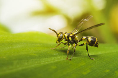 Close-up of insect on leaf