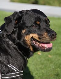 Close-up of dog looking away