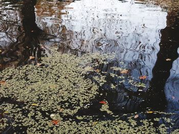 High angle view of leaves floating on lake