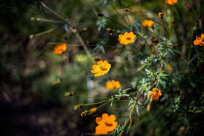 Close-up of yellow flowering plant