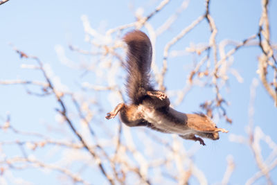 Squirrel flying against sky