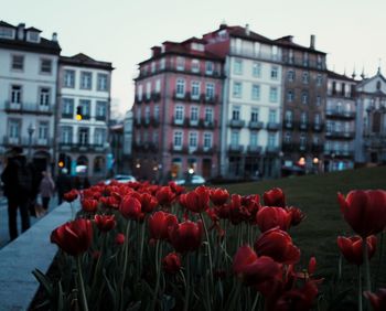 Close-up of red tulips against buildings