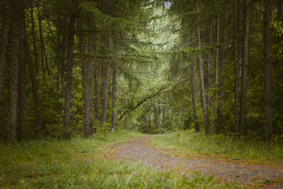 Dirt road amidst trees in forest