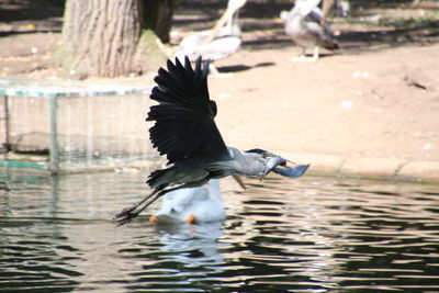 Close-up of gray heron in lake