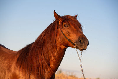 Horse standing against the sky