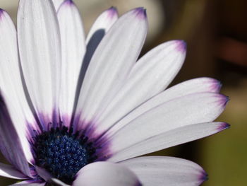 Close-up of white flower