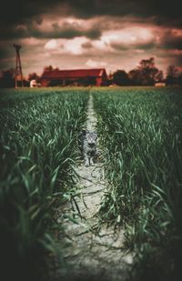 Scenic view of field against sky during sunset