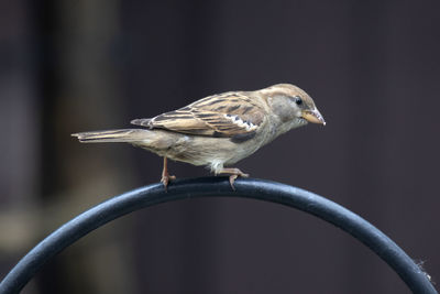 Close-up of bird perching on a metal