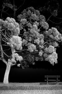 Close-up of flowers on tree