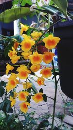 Close-up of yellow flowers blooming outdoors