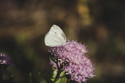 Close-up of butterfly on purple flower