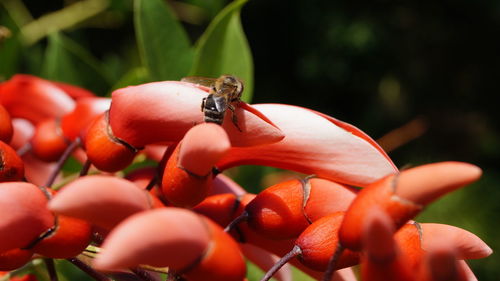 Close-up of red crab