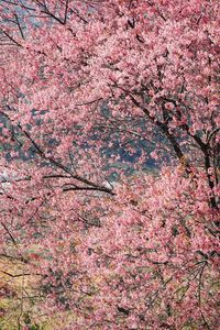 Full frame shot of pink cherry blossom