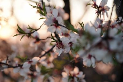 Blooming apple tree pink blossom flower branch at sunset golden hour