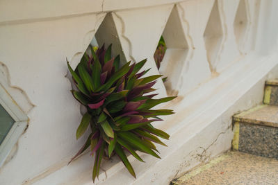 Close-up of potted plant against wall