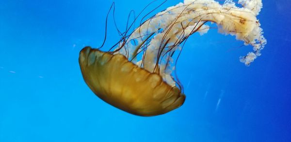 Close-up of jellyfish in sea