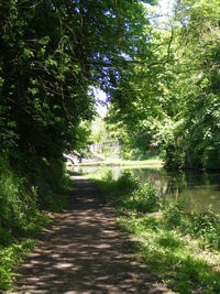 Narrow pathway along trees