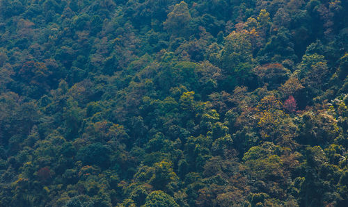 High angle view of trees in forest