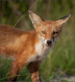 Portrait of red fox on field during sunny day