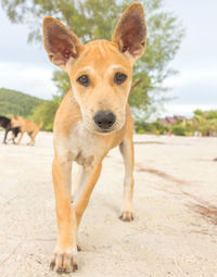 Portrait of dog standing on land