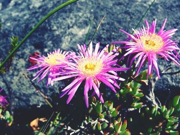 Close-up of flowers in park