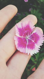 Cropped hand holding pink flower