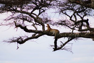 Low angle view of tree on plant against sky