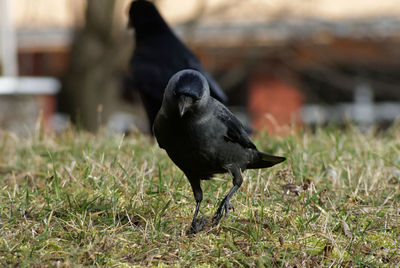 Close-up of bird perching on grass