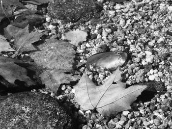 Close-up of pebbles on rock