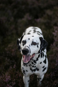 Portrait of dogs - dalmatian standing in heather
