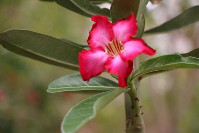 Close-up of pink flowers