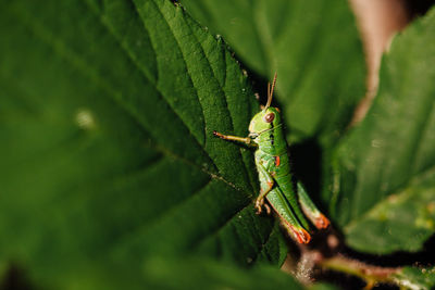 Close-up of grasshopper on leaf