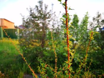 Close-up of fresh green plants against blurred background