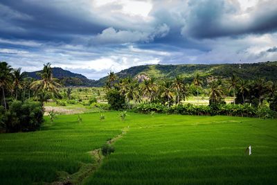 Scenic view of grassy landscape and mountains against cloudy sky